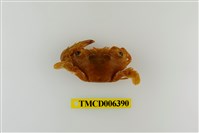 藏品(鈍齒短槳蟹)的圖片